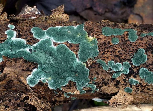 بقايا الحصاد كمصدر لصناعة الأنزيمات