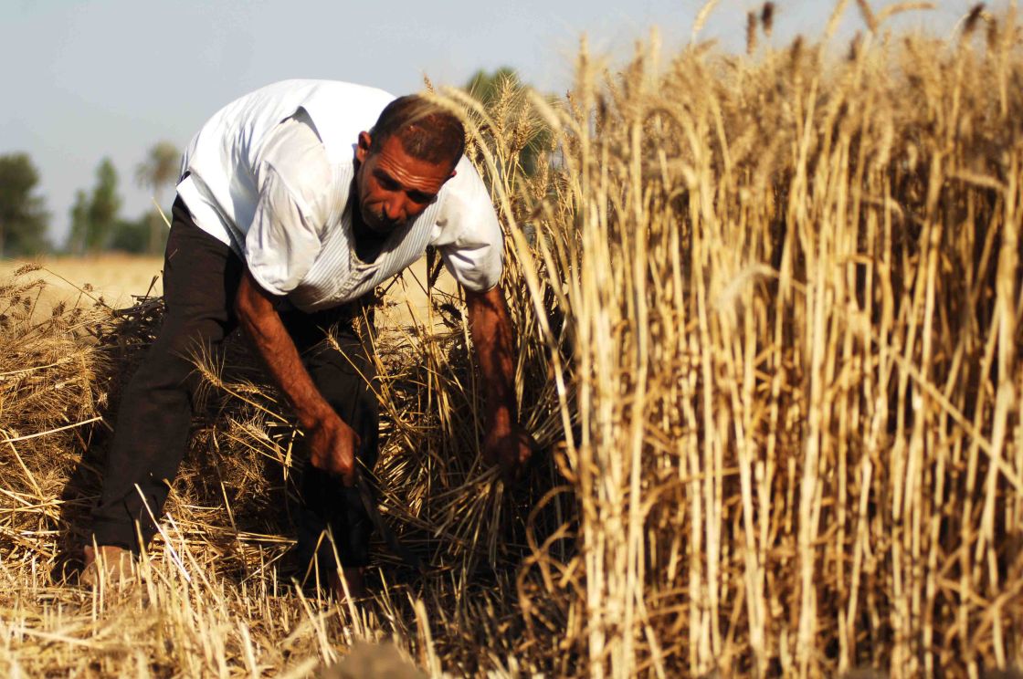 الزراعة السورية في مهب الريح: تدهور غير مسبوق وأثر مدمر على الأمن الغذائي!