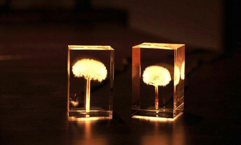 استخدام زهور الهندباء لإنتاج الضوء