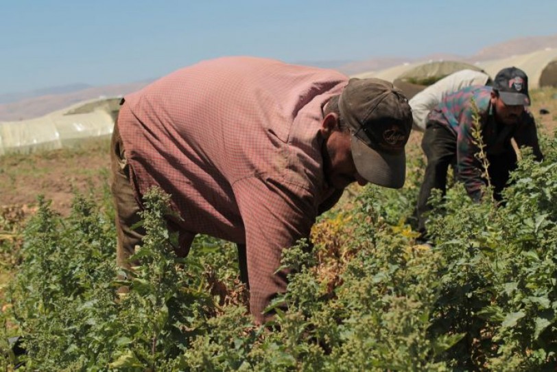 العمال الزراعيون.. مائة عام من الاستغلال /1/