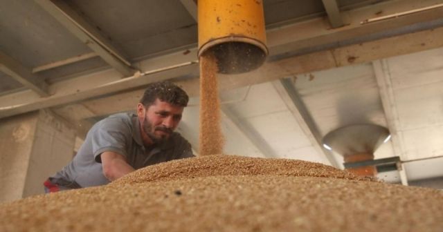 بذار أمريكية... عوضاً عن المحلية