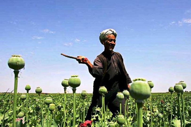 زراعة الخشخاش تسجل مستوى قياسياً في أفغانستان