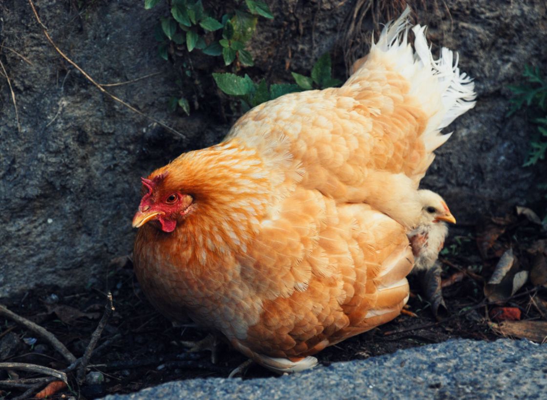 هندسة وراثية للدجاج لمكافحة السرطان