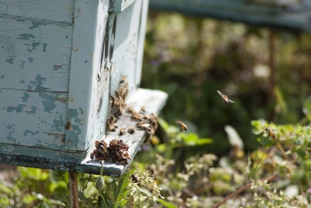 فعالية العسل السوري في تثبيط النشاط الجرثومي
