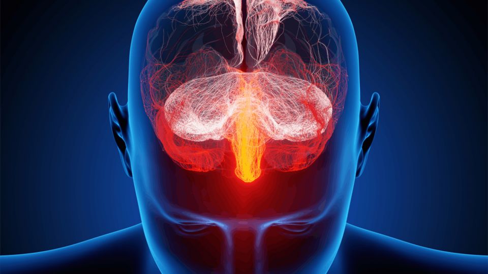 هل &laquo;يأكل&raquo; الدماغ نفسه؟