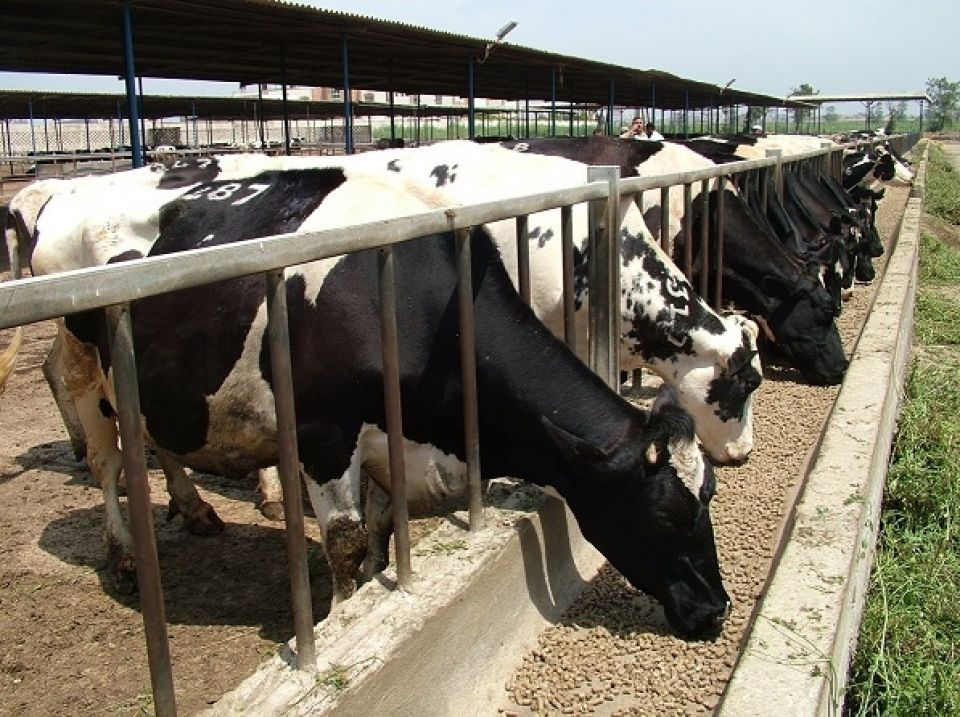 30% وسطي رفع الأسعار الرسمية  للأعلاف