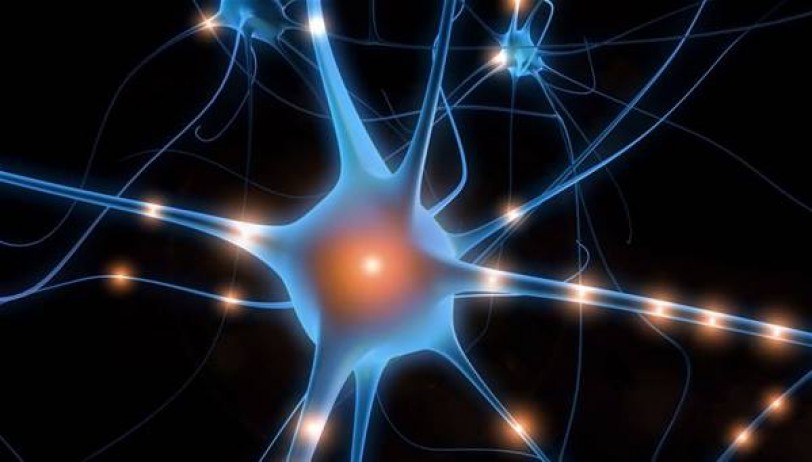 دراسة: اكتشاف آلية استرداد الخلايا العصبية بعد الإصابة بالجلطة