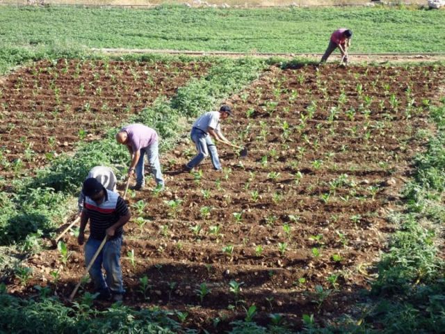 التبغ.. السعر الرسمي &laquo;التشجيعي&raquo; دون التكلفة