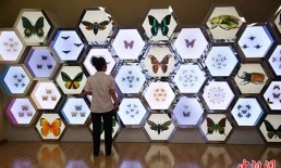 تكوين أول شجرة عائلة متكاملة للحشرات