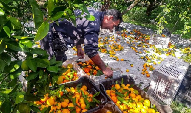 برامج الدعم والاعتمادية لتسويق موسم الحمضيات على حساب الفلاح!