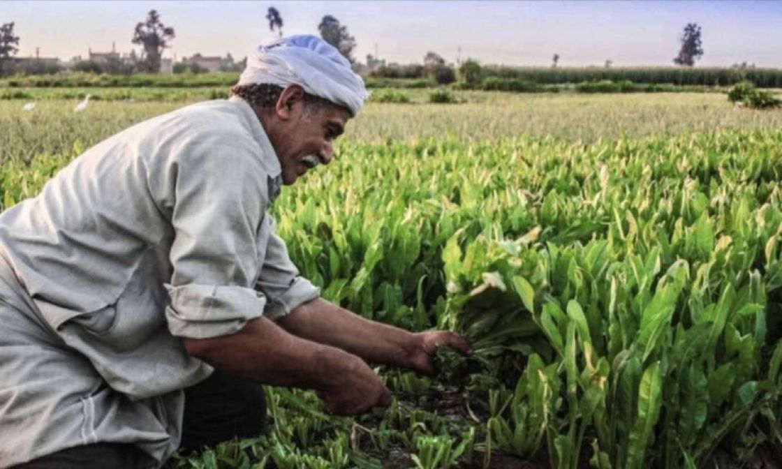 قفزة في أسعار مستلزمات الإنتاج... والفلاح يدفع الثمن!