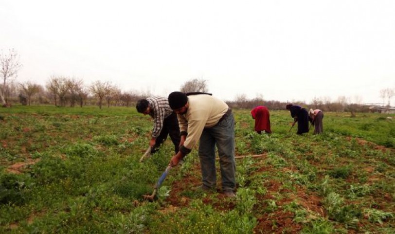 حماة.. الفلاحون و التمويل!