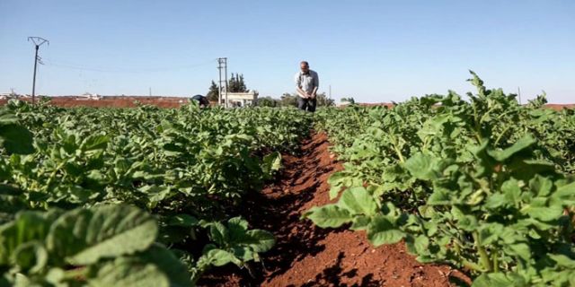 عندي كوم لحم بدي طعميهن