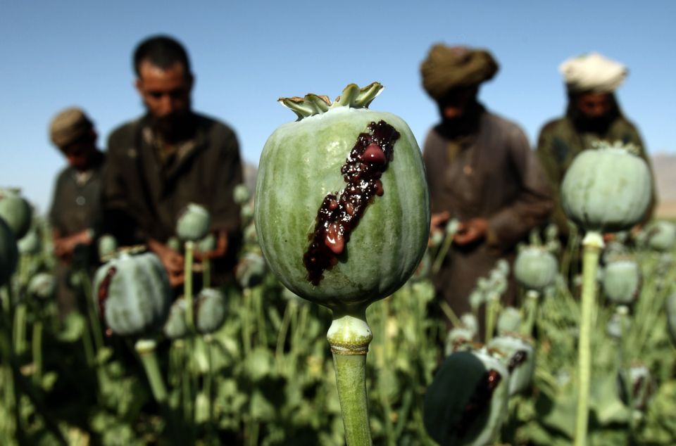 طالبان تحظر زراعة المخدرات بمختلف أنواعها في أفغانستان