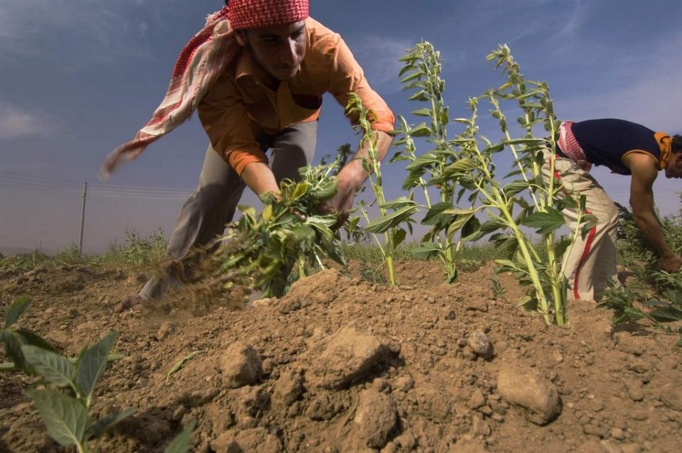 الحسكة موسم واعد وخشية أهلية
