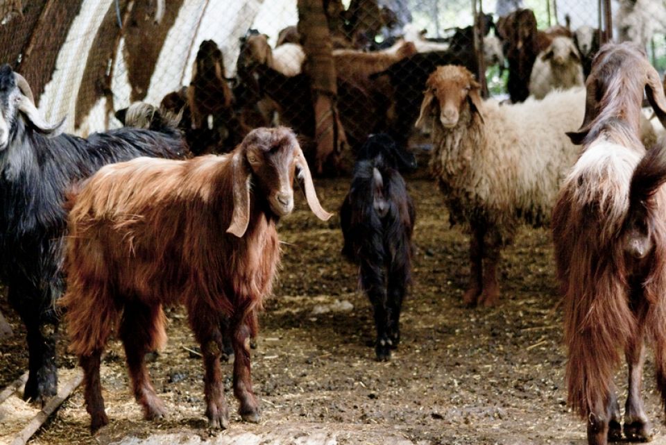 الثروة الحيوانية..خطط حكومية وواقع صعب