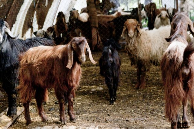 الثروة الحيوانية..خطط حكومية وواقع صعب