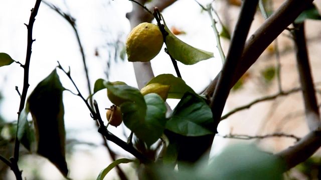 وتساقطتْ أوراقُ الليمون!