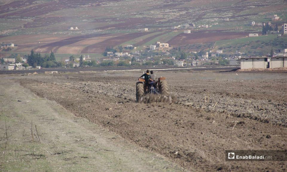 القمح يهجر سهل الغاب كغيره من المحاصيل الاستراتيجية!
