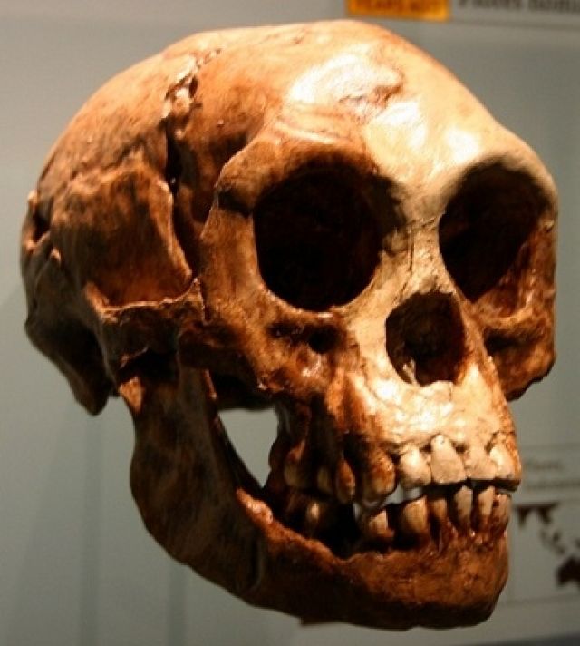 جمجمة عمرها مليون وثمانمائة عام