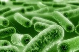 الفطريات ومرض الزهايمر