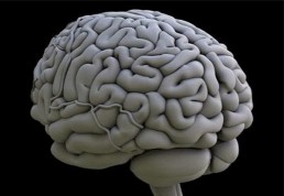 علماء يحصلون على خلايا الدماغ من خلايا الجلد