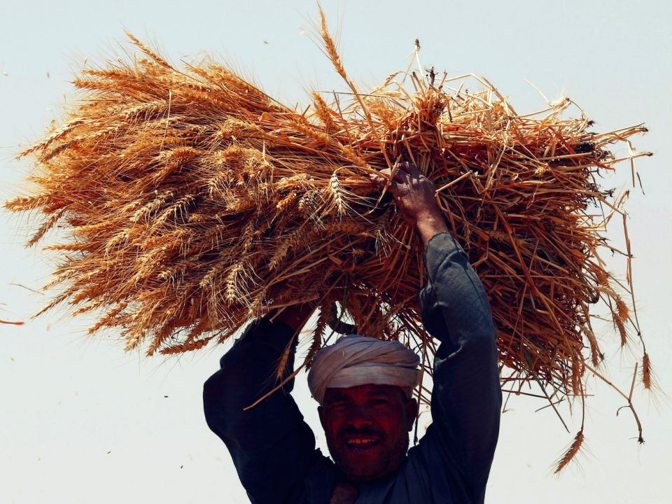 مصر تشتري 240 ألف طن من القمح الروسي والروماني