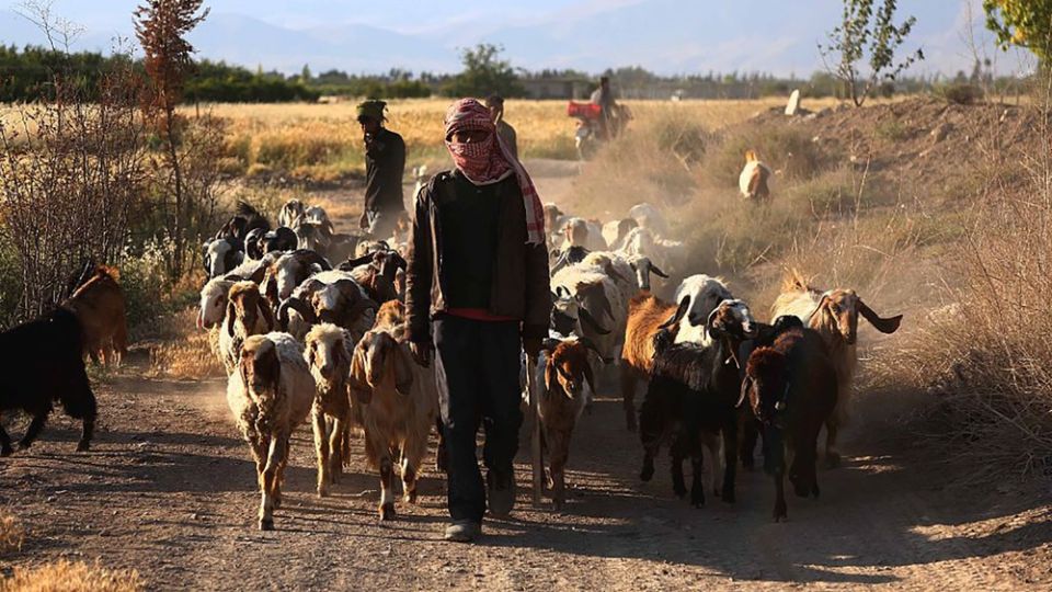 قطاع الزراعة السوري: من البناء بعد الاستقلال إلى سنوات النهب والدمار