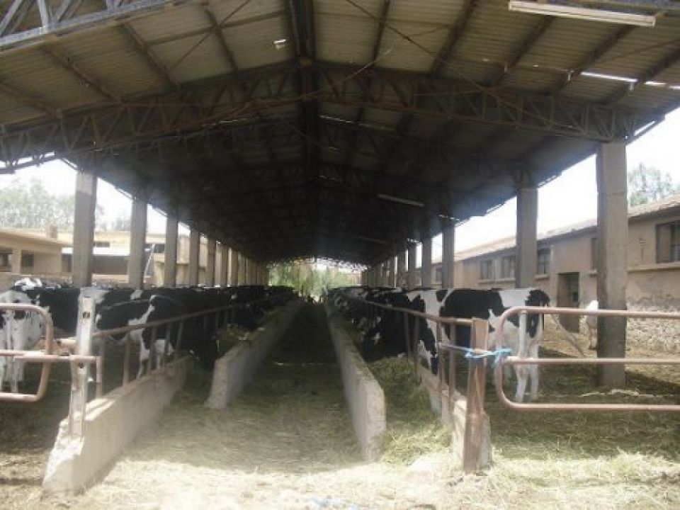 محطة أبقار طرطوس....تحت المجهر !