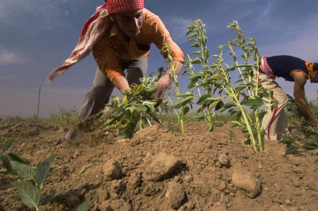 السماد محلياً  يتجاوز الأسعار العالمية بنسبة 52%