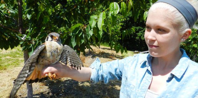 الطيور بدلاً من السموم لحماية المحاصيل