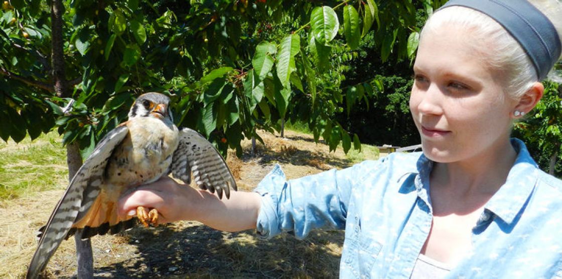 الطيور بدلاً من السموم لحماية المحاصيل