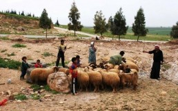 54%.. الثروة الحيوانية إلى النصف؟!