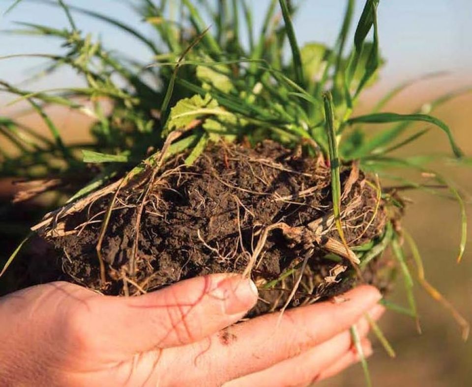 وجدتها: هل تذوقت البرّية؟