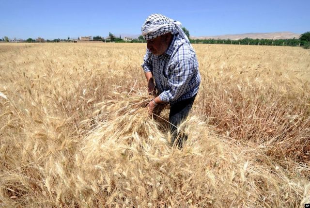 القمح سلاح في &laquo;أزمة الجزيرة&raquo;