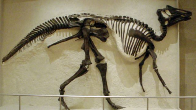 اليابان.. اكتشاف هيكل عظمي لديناصور طوله 8 أمتار