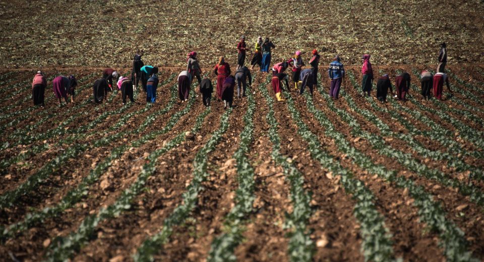مساحة بحجم درعا وطرطوس معاً... يمكن زراعتها الأراضي الزراعية السورية: أين الزيادة والنقصان؟