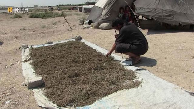 &laquo;الذهب الأخضر...&raquo; ثروة وطنية مهملة تختفي بصمت!