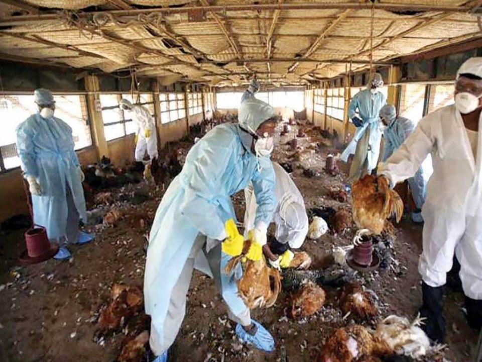 تفشي إنفلونزا الطيور في بوركينا فاسو
