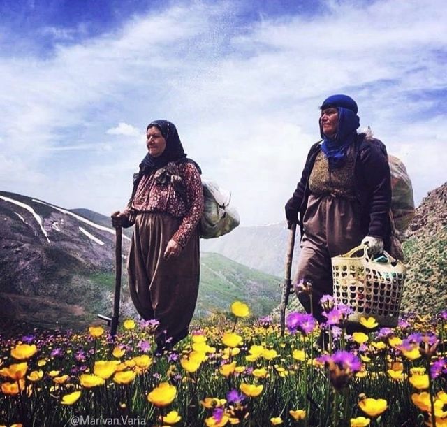 مقطع من سمفونية الكمنجات الكردية