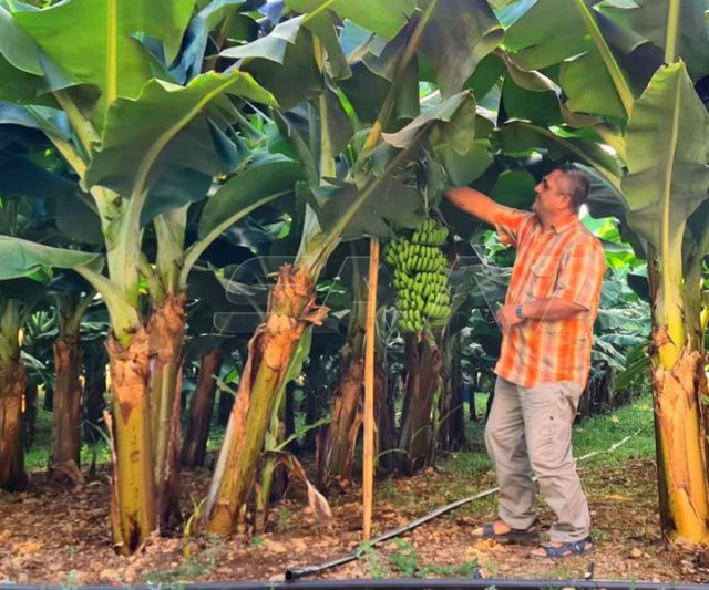 معاناة مزارعي الموز في الساحل السوري... الأسباب والنتائج