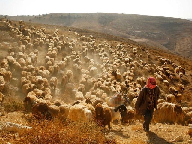 شاعر المملكة