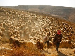 شاعر المملكة