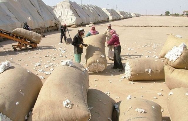 القطن.. ميزة نسبية غير مفعلّة بالشكل المطلوب
