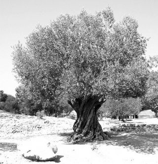 فـي تـاريــخ الـزيـتـون