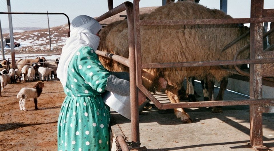 تصدير منتجات زراعية وحيوانية يرفع أسعارها في الأسواق المحلية... التجار يرفضون تخفيض الأسعار رغم تراجع الدولار!!..