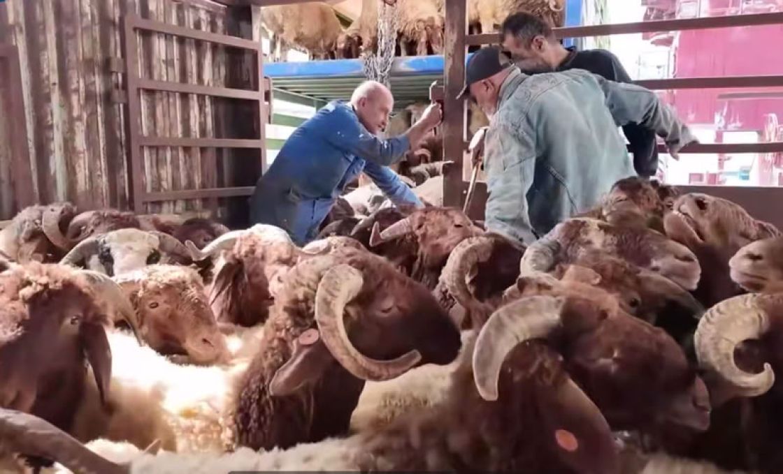 بين البحر والموائد الخالية... إلى أين تمضي أغنام العواس السورية؟