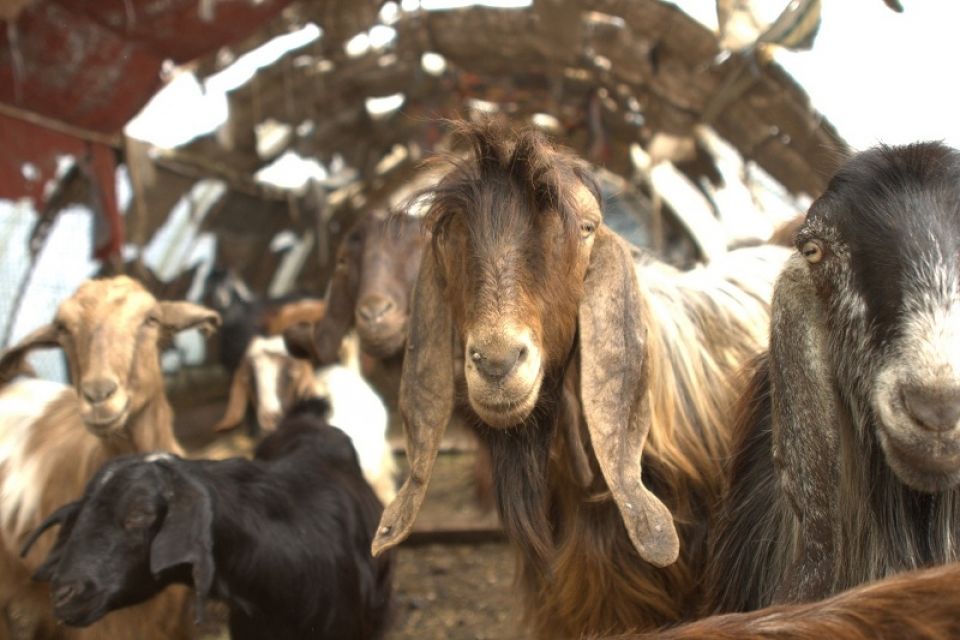 زائد ناقص
