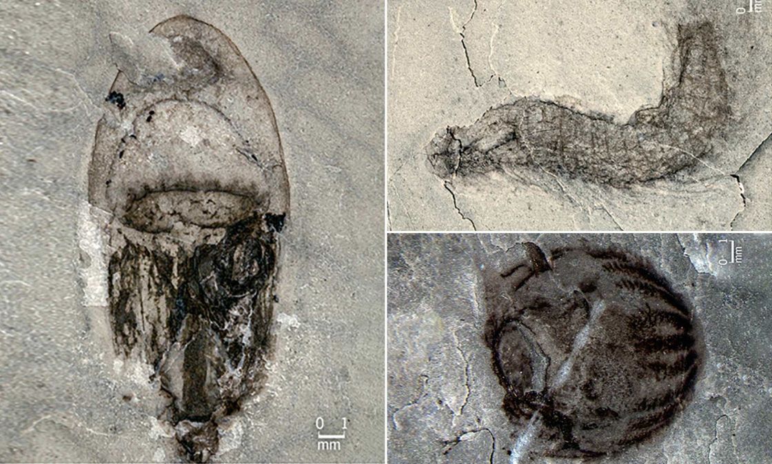 اكتشاف أحافير لكائنات أقدم من نصف مليار سنة في الصين!