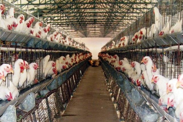 والحكومة لم تحرّك ساكناً: رفع أسعار أعلاف غير مستوردة من أوكرانيا